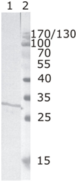 A2-801-100 Mouse monoclonal antibody to HIV-1 Nef